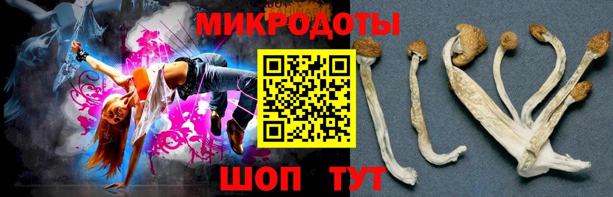 Псилоцибиновые грибы Psilocybine cubensis Камышин